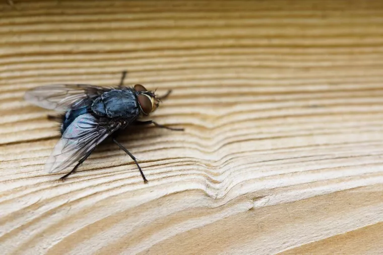 Comment se débarrasser d'un nid de moucheron dans une cuisine ouverte ?, Saint-Maur-des-Fossés, Stop Nuisible 75