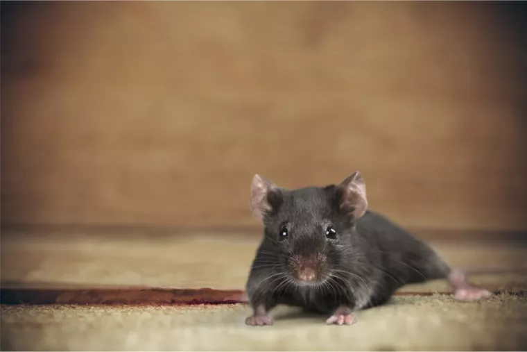 Faire appel à une société de traitement d'urgence contre les souris dans une cave, Saint-Maur-des-Fossés, Stop Nuisible 75