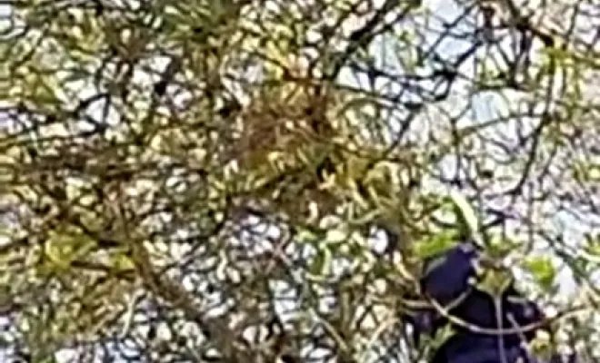 Désinsectisation Nid de Frelon Champigny sur Marne , Saint-Maur-des-Fossés, Stop Nuisible 75