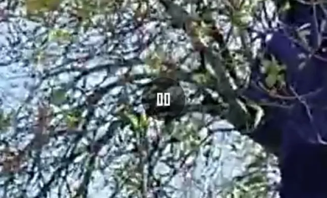 Désinsectisation Nid de Frelon Champigny sur Marne , Saint-Maur-des-Fossés, Stop Nuisible 75